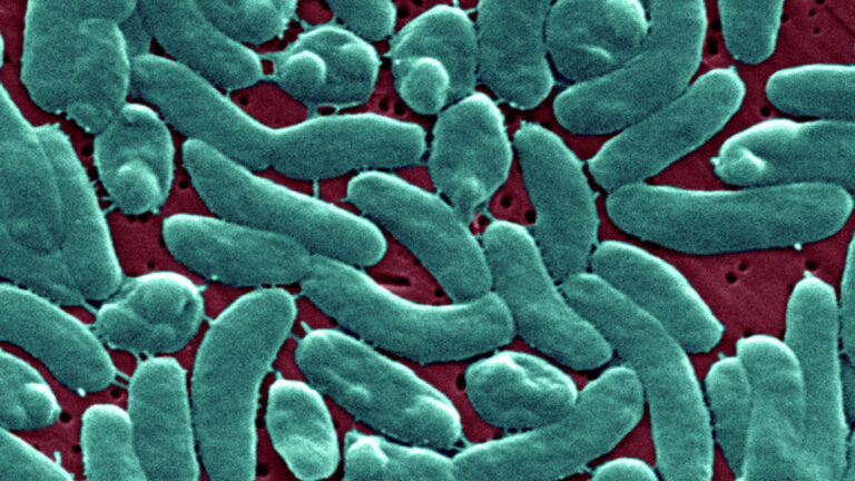 Bacterias Devoradoras de Tejidos: Hombre sufre infección grave por ‘Vibrio vulnificus’ en Florida