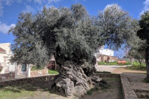 El Olivo de Creta: Testigo Vivo de Cuatro Mil Años de Historia