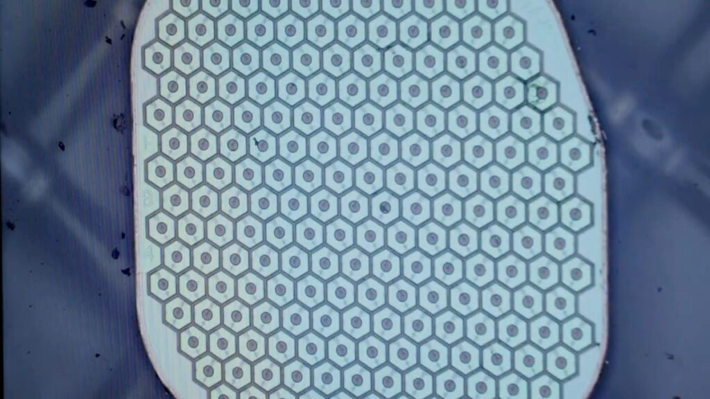 Science Corp. avanza con interfaz cerebro-computadora biológica para trasplantes neuronales