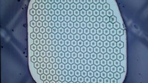 Science Corp. avanza con interfaz cerebro-computadora biológica para trasplantes neuronales