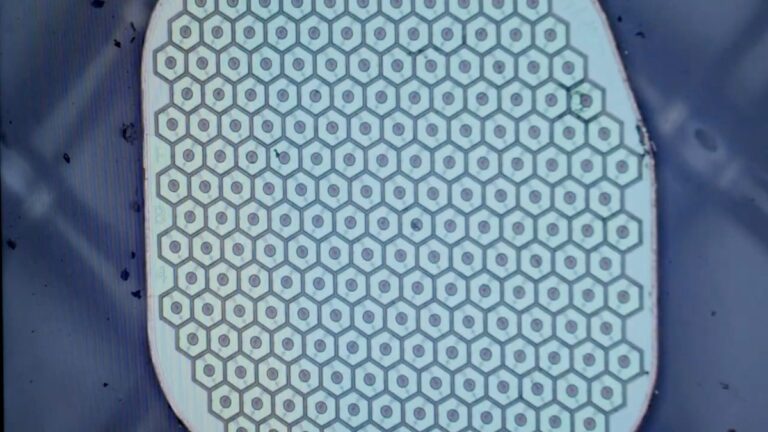 Science Corp. avanza con interfaz cerebro-computadora biológica para trasplantes neuronales