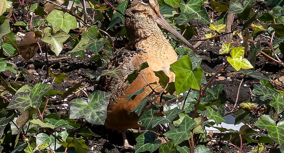 La becada americana se convierte en estrella del turismo en Nueva York tras un baile viral