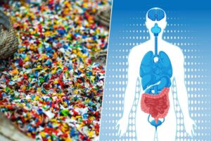 Microplásticos y el intestino: El caos que están provocando en nuestro microbioma