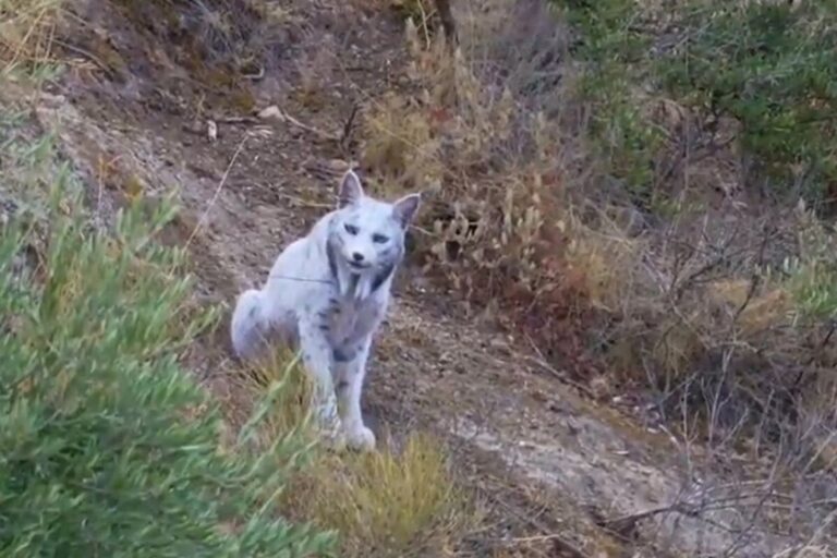 El misterio de Satureja: El lince ibérico está recuperando su color