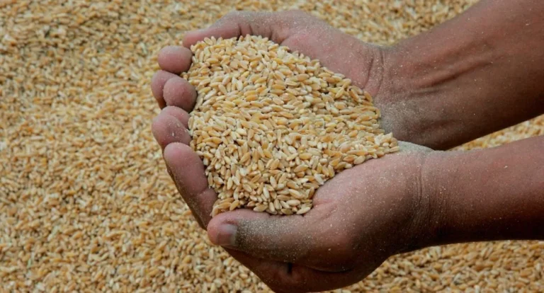 Alerta en el mercado de granos: Perú enfrenta riesgo inflacionario por alza en precios internacionales