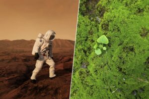 Musgo en la ISS: ¿El paso biológico para ‘terraformar’ Marte?
