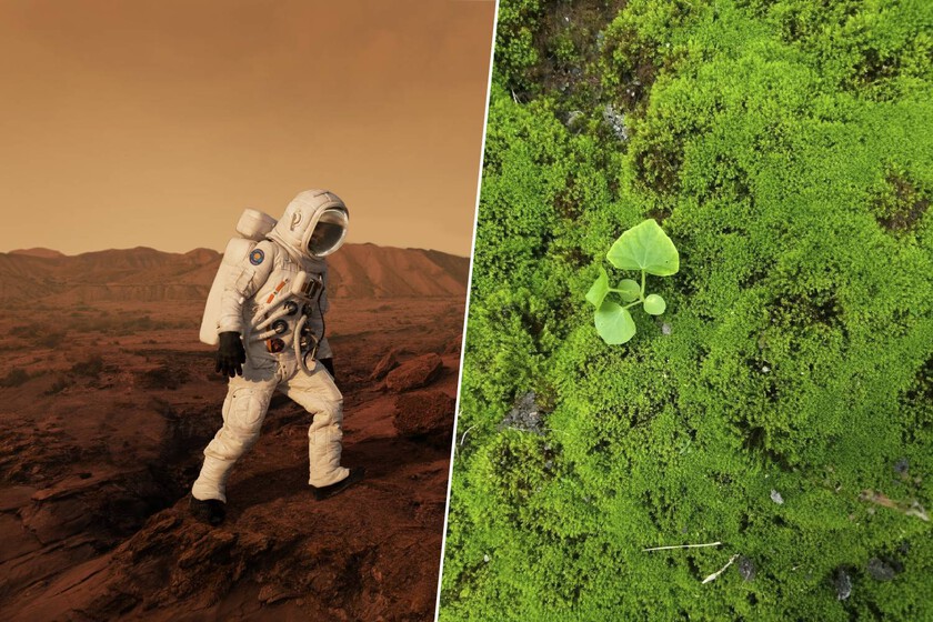 Musgo en la ISS: ¿El paso biológico para ‘terraformar’ Marte?