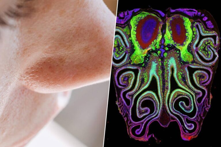 El Mapa Olfativo del Cuerpo Humano: Cómo la Ciencia Descubrió el ‘Google Maps’ de Nuestros Olores