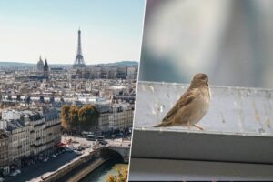 El éxito de París contra el ruido: ¿Por qué los pájaros aún no han ajustado su canto?
