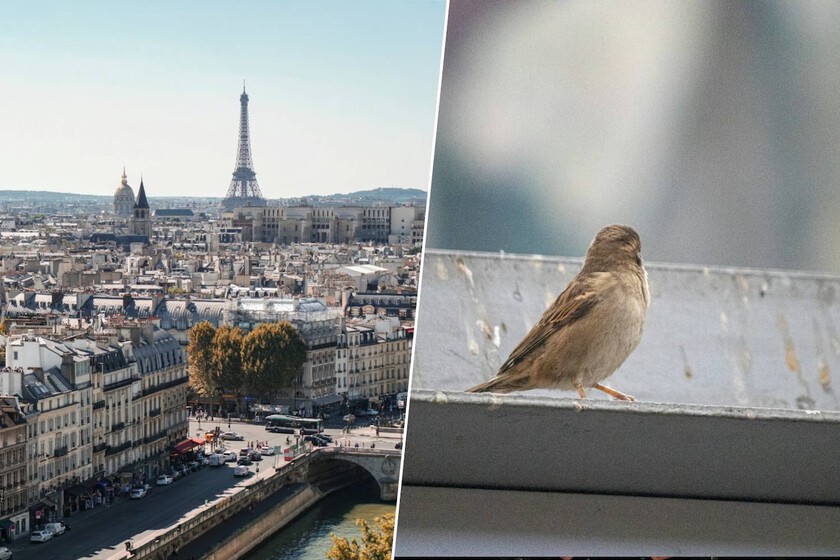 El éxito de París contra el ruido: ¿Por qué los pájaros aún no han ajustado su canto?