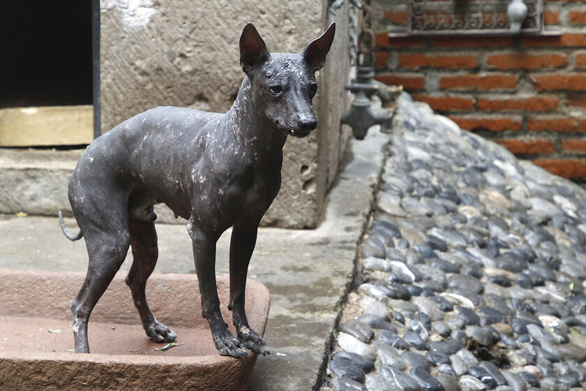 El Xoloitzcuintle: La Historia Azteca del Perro que Conquistó la Genética