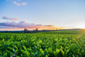 Extremadura y el Tabaco: Entre el Crecimiento Histórico y la Incertidumbre del Mercado