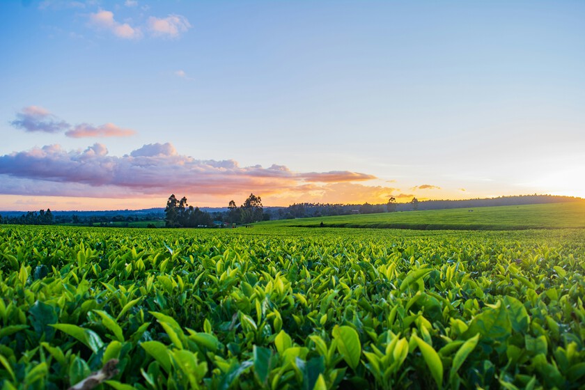 Extremadura y el Tabaco: Entre el Crecimiento Histórico y la Incertidumbre del Mercado
