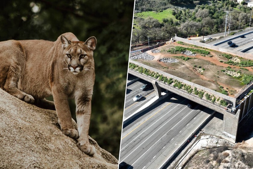 California construye el paso de fauna más grande del mundo para salvar a los pumas