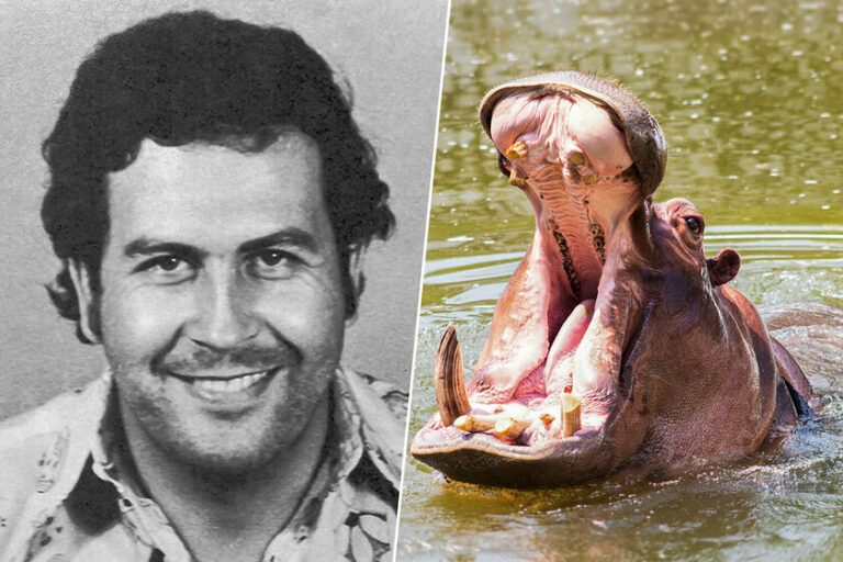 El legado de Escobar: ¿Sacrificio o rescate para los 160 hipopótamos que invadieron Colombia?