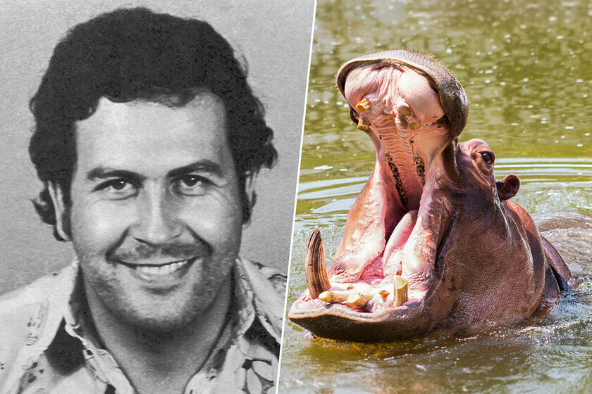 El legado de Escobar: ¿Sacrificio o rescate para los 160 hipopótamos que invadieron Colombia?