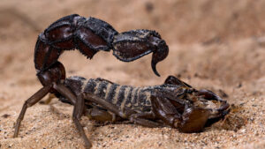 Scorpiones: Cómo el metal refuerza sus armas biológicas