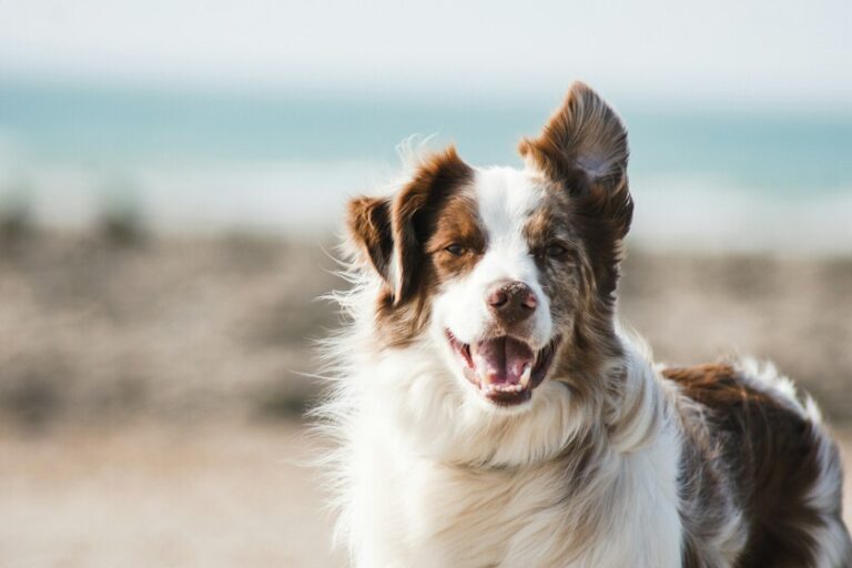 La Ciencia Revela Cuándo y Por Qué se Encogió el Cerebro de los Perros