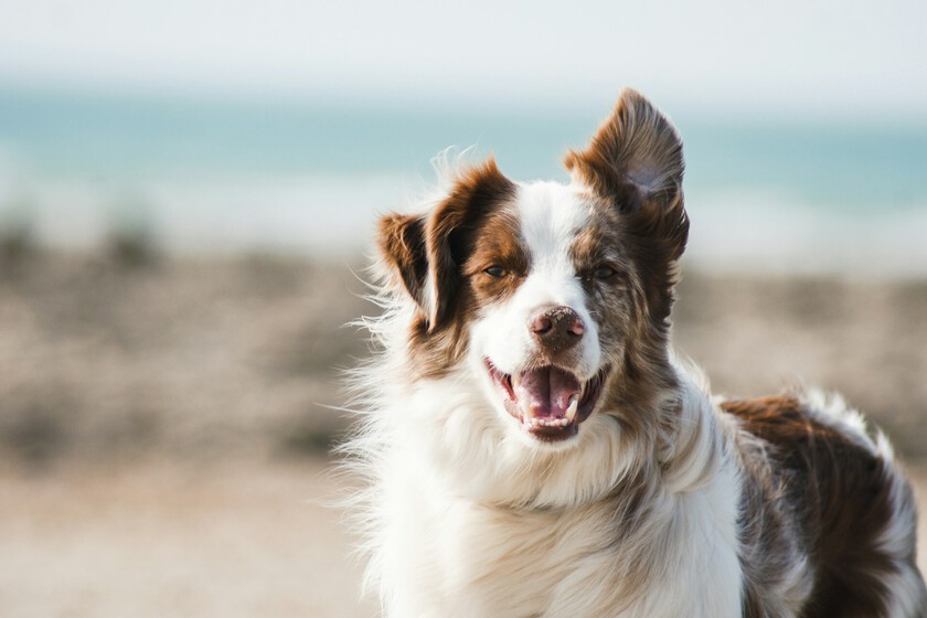 La Ciencia Revela Cuándo y Por Qué se Encogió el Cerebro de los Perros